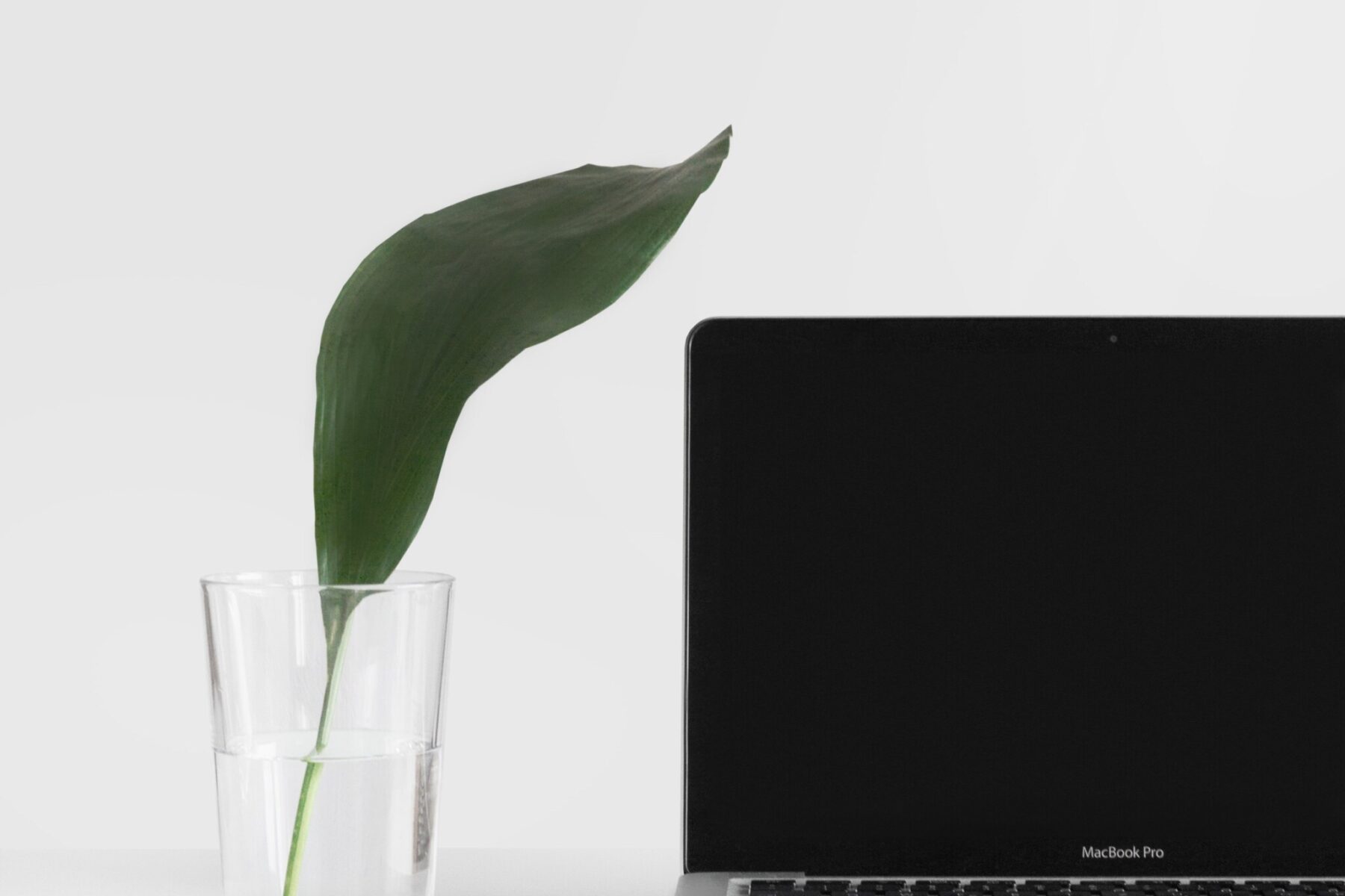 Plant with laptop next to it