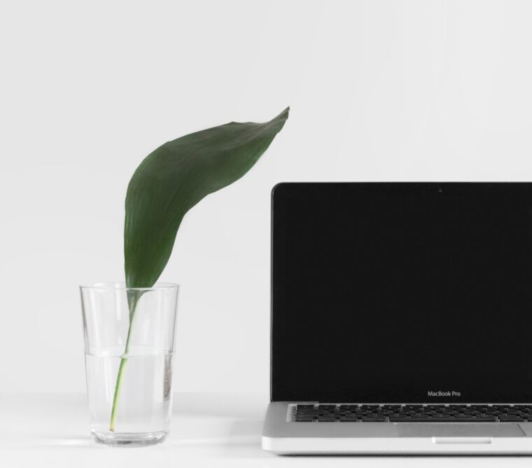Plant with laptop next to it