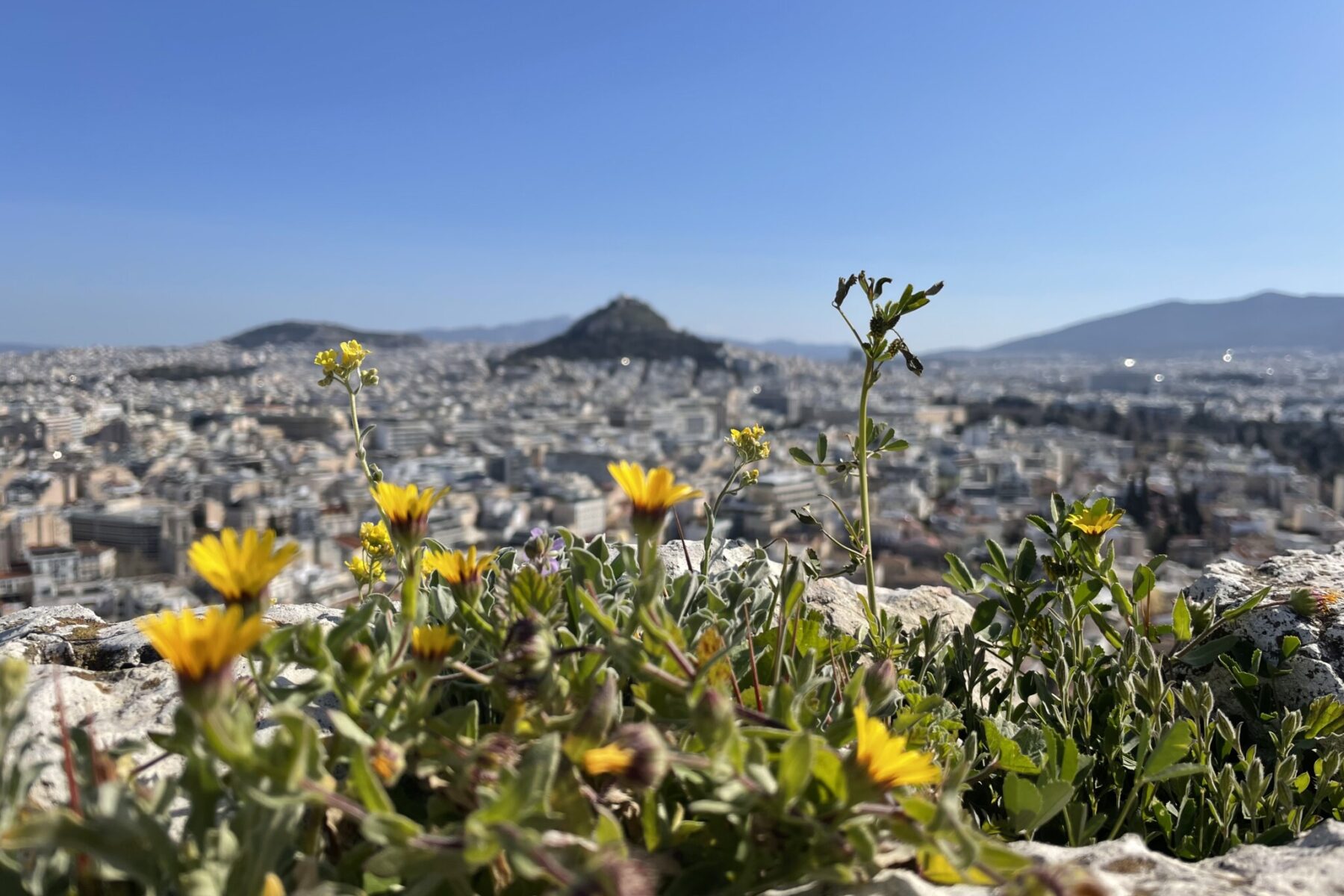 Close up of a flower with view of Athens